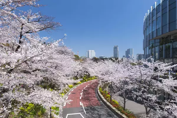 東京ミッドタウンで春を満喫　都心で楽しむ桜並木と花×アート「MIDTOWN BLOSSOM 2026」開催