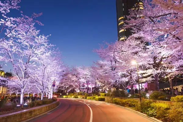 「東京ミッドタウンで春を満喫　都心で楽しむ桜並木と花×アート「MIDTOWN BLOSSOM 2026」開催」の画像
