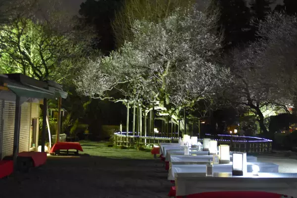 「京王百草園で恒例の「梅まつり」を２月７日（土）から開催します！」の画像
