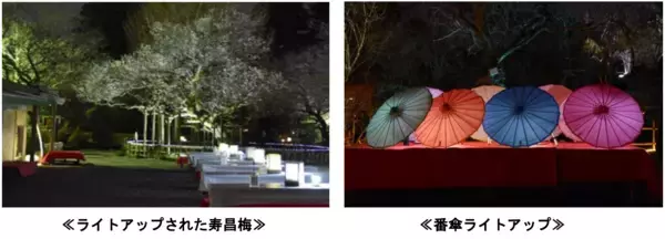 「京王百草園で恒例の「梅まつり」を２月７日（土）から開催します！」の画像