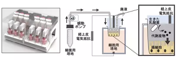 同じ乳酸菌でも、生存状態で働きが変わる。生きた乳酸菌と不活化乳酸菌が腸細胞に及ぼす作用の違いを解明