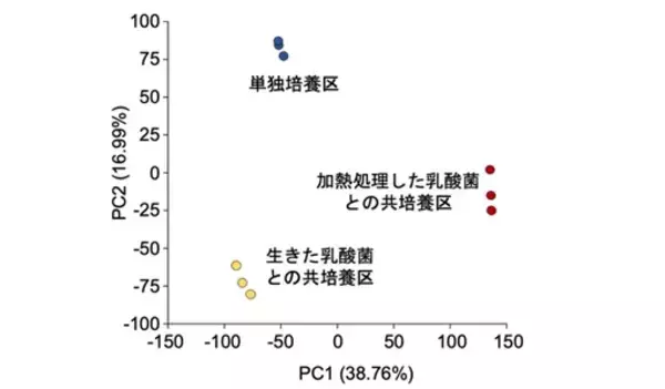 「同じ乳酸菌でも、生存状態で働きが変わる。生きた乳酸菌と不活化乳酸菌が腸細胞に及ぼす作用の違いを解明」の画像