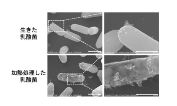 「同じ乳酸菌でも、生存状態で働きが変わる。生きた乳酸菌と不活化乳酸菌が腸細胞に及ぼす作用の違いを解明」の画像