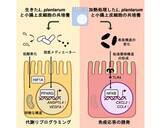 「同じ乳酸菌でも、生存状態で働きが変わる。生きた乳酸菌と不活化乳酸菌が腸細胞に及ぼす作用の違いを解明」の画像4