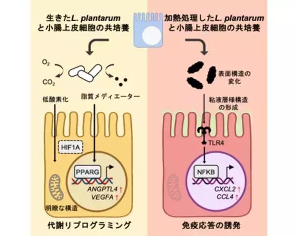 「同じ乳酸菌でも、生存状態で働きが変わる。生きた乳酸菌と不活化乳酸菌が腸細胞に及ぼす作用の違いを解明」の画像