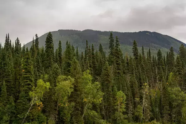 厳格なガバナンスと国際的枠組みによって裏付けられた、カナダの森林管理と林産品生産の信頼性