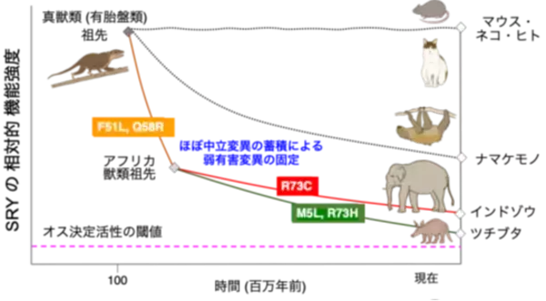 哺乳類の性決定遺伝子Sryの"下剋上進化" ～ゾウ・ナマケモノで力を抜く「寛容的機能低下」の分子進化～（北里大学）