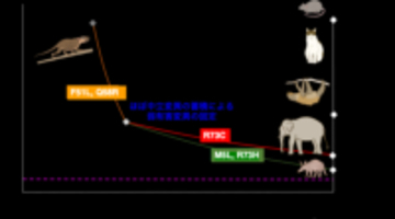 哺乳類の性決定遺伝子Sryの"下剋上進化" ～ゾウ・ナマケモノで力を抜く「寛容的機能低下」の分子進化～（北里大学）