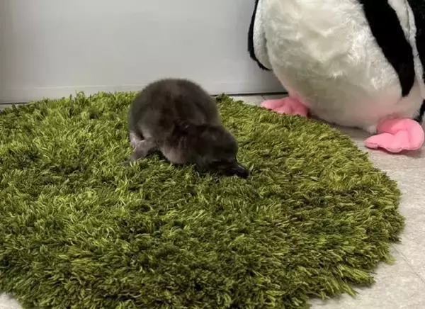 「【すみだ水族館】この春4羽目の誕生!マゼランペンギンの赤ちゃん「とうふ」が仲間入り」の画像