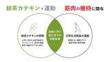 「継続的な緑茶カテキンの摂取と日常生活で実施可能な運動の併用により、筋力が維持される可能性を確認」の画像2