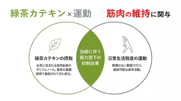 「継続的な緑茶カテキンの摂取と日常生活で実施可能な運動の併用により、筋力が維持される可能性を確認」の画像