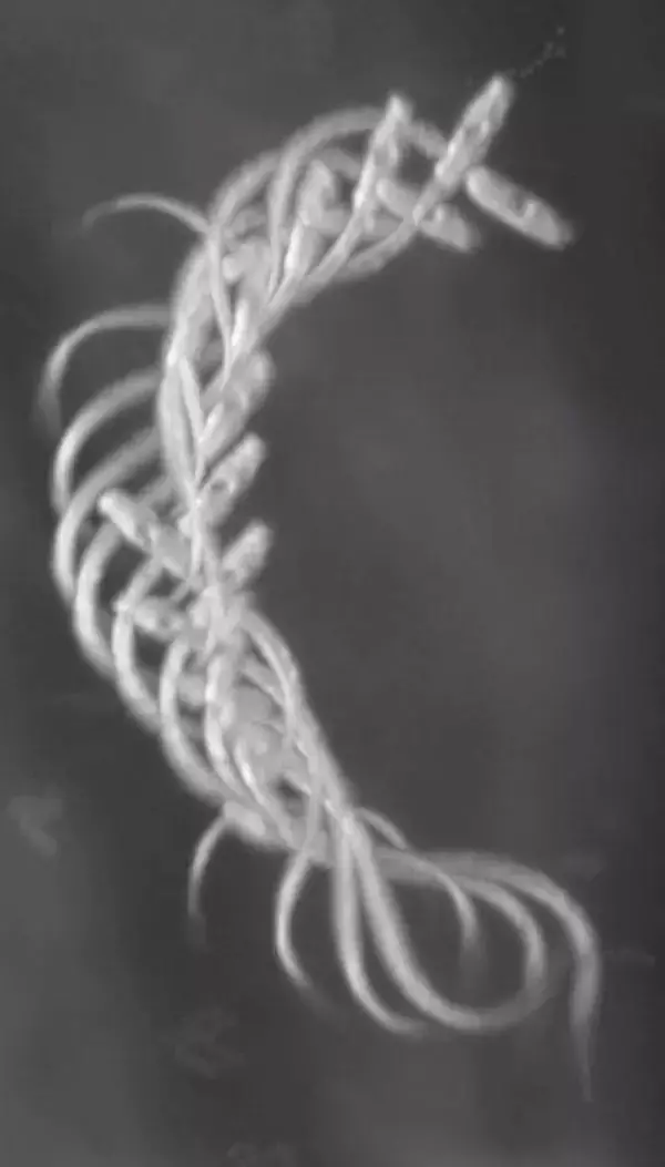 「【弘前大学】ホヤのオタマジャクシ幼生の中に20秒を数えるタイマーを発見」の画像