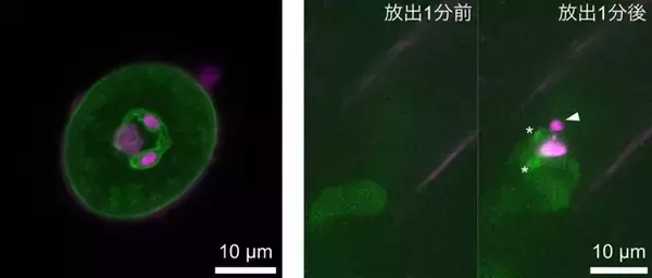 植物の精細胞が「一皮むけた」瞬間を撮影