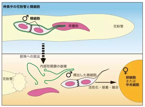 「植物の精細胞が「一皮むけた」瞬間を撮影」の画像