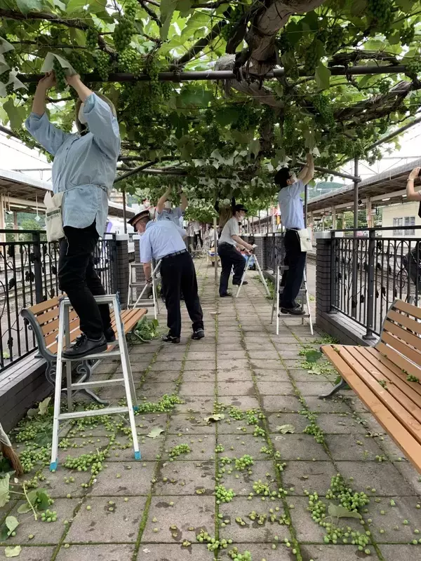 「【日本で唯一！駅のぶどう棚】塩尻駅ホームのぶどう園の笠かけを行います。今年の笠には園児達の絵が描かれています。」の画像