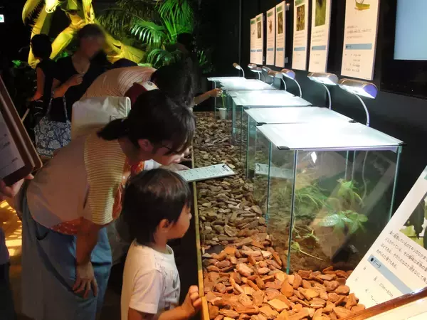 「【玉川高島屋S.C.】夏のイベント＆全館セール情報　ヘラクレスオオカブトやニジイロクワガタなど世界の人気昆虫が集結！「たまがわ昆虫展2026」を8月14日（金）より開催」の画像
