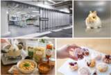 「【玉川高島屋S.C.】夏のイベント＆全館セール情報　ヘラクレスオオカブトやニジイロクワガタなど世界の人気昆虫が集結！「たまがわ昆虫展2026」を8月14日（金）より開催」の画像6