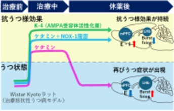 【横浜市立大学】ケタミンの抗うつ様効果を“持続”させる新戦略を発見