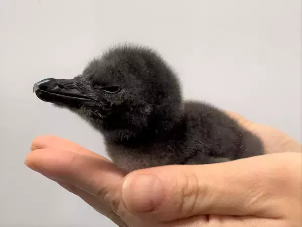 【すみだ水族館】この春、新しいいのちが仲間入りマゼランペンギンの赤ちゃん「じんべえ」誕生!