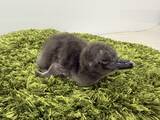 「【すみだ水族館】この春、新しいいのちが仲間入りマゼランペンギンの赤ちゃん「じんべえ」誕生!」の画像2