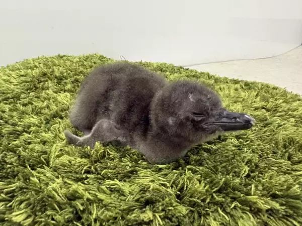 「【すみだ水族館】この春、新しいいのちが仲間入りマゼランペンギンの赤ちゃん「じんべえ」誕生!」の画像