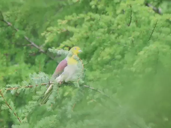 「当社の保有林が環境省「自然共生サイト」に認定」の画像