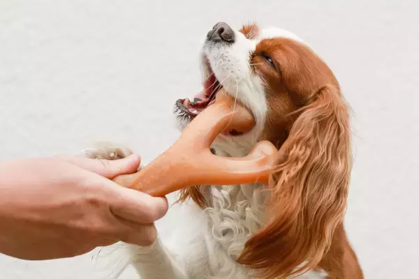 アメリカ生まれの犬用噛むおもちゃ『ベネボーン』 国内展開ラインアップを拡充　2026年8月下旬 全国発売