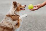 「アメリカ生まれの犬用噛むおもちゃ『ベネボーン』 国内展開ラインアップを拡充　2026年8月下旬 全国発売」の画像2