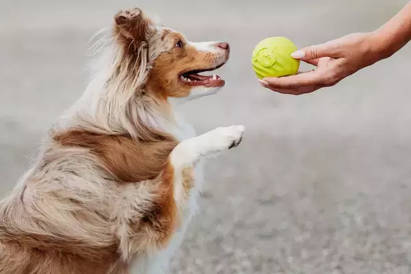 「アメリカ生まれの犬用噛むおもちゃ『ベネボーン』 国内展開ラインアップを拡充　2026年8月下旬 全国発売」の画像