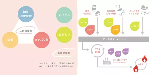 「パーソナル・トレーニングジム TOTAL WorkoutとニチレイフーズがコラボレーションしビタミンC 1000mg配合のパワー&ビタミンチャージドリンクを発売！！」の画像