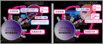 【東京医科大学】PD-1によるCAR-T細胞抑制機構を解明 〜CAR-T細胞療法の免疫チェックポイント阻害療法との併用に期待〜