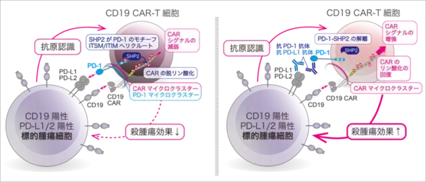 【東京医科大学】PD-1によるCAR-T細胞抑制機構を解明 〜CAR-T細胞療法の免疫チェックポイント阻害療法との併用に期待〜