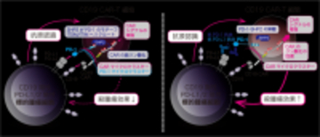 【東京医科大学】PD-1によるCAR-T細胞抑制機構を解明 〜CAR-T細胞療法の免疫チェックポイント阻害療法との併用に期待〜