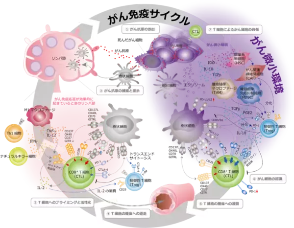 「【東京医科大学】PD-1によるCAR-T細胞抑制機構を解明 〜CAR-T細胞療法の免疫チェックポイント阻害療法との併用に期待〜」の画像