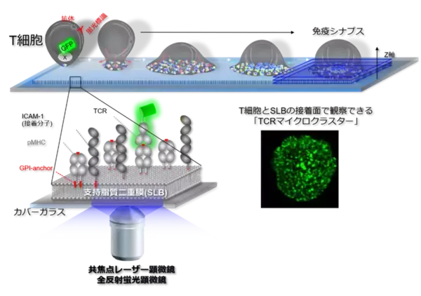 「【東京医科大学】PD-1によるCAR-T細胞抑制機構を解明 〜CAR-T細胞療法の免疫チェックポイント阻害療法との併用に期待〜」の画像