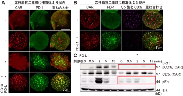 「【東京医科大学】PD-1によるCAR-T細胞抑制機構を解明 〜CAR-T細胞療法の免疫チェックポイント阻害療法との併用に期待〜」の画像