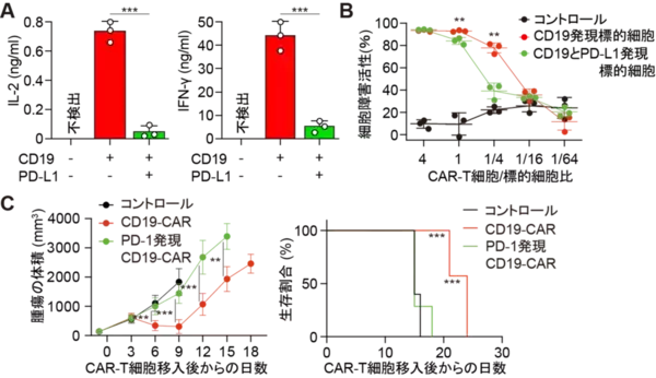 「【東京医科大学】PD-1によるCAR-T細胞抑制機構を解明 〜CAR-T細胞療法の免疫チェックポイント阻害療法との併用に期待〜」の画像