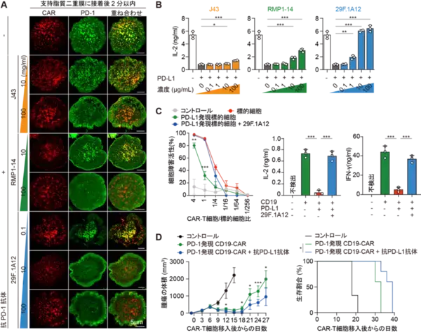 「【東京医科大学】PD-1によるCAR-T細胞抑制機構を解明 〜CAR-T細胞療法の免疫チェックポイント阻害療法との併用に期待〜」の画像