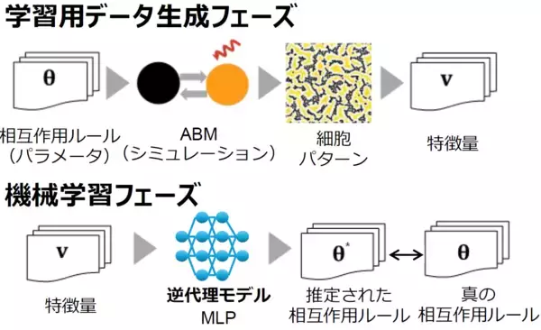 「細胞の並びから、組織のでき方を逆算する新技術 ～組織形成の仕組み解明とiPS細胞由来の人工組織設計の加速に貢献～」の画像