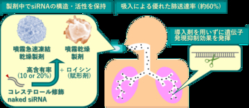 【名城大学】導入剤を使わずに肺内で遺伝子発現を抑制　吸入可能な naked siRNA 高含有粉末製剤を開発