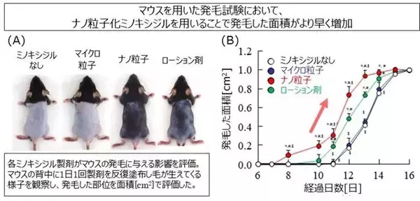 「ナノ化ミノキシジルによる早い発毛効果とそのメカニズムを解明」の画像