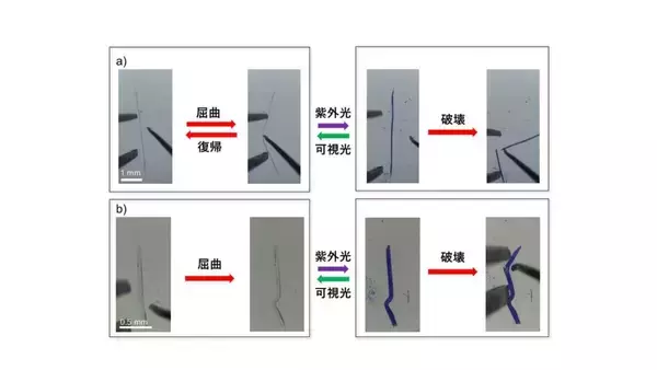 「【山梨大学・立教大学】光を当てると柔軟性が変わり、傷も消える結晶を開発～自己修復する有機結晶の開発に成功～」の画像