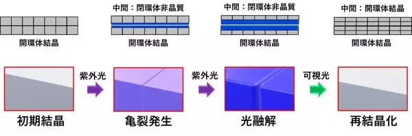 「【山梨大学・立教大学】光を当てると柔軟性が変わり、傷も消える結晶を開発～自己修復する有機結晶の開発に成功～」の画像