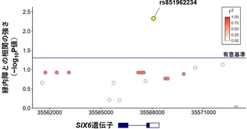 【横浜市立大学】イヌとヒトに共通する緑内障関連遺伝子「SIX6」を特定
