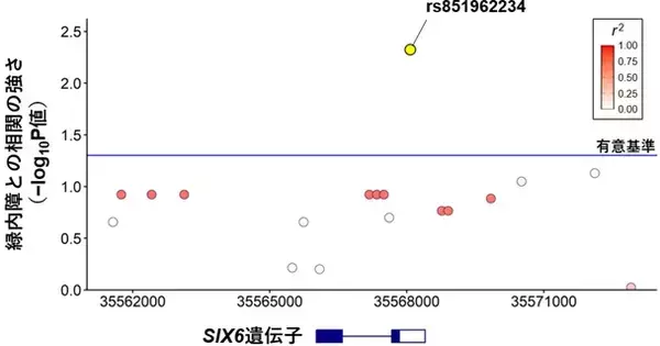 【横浜市立大学】イヌとヒトに共通する緑内障関連遺伝子「SIX6」を特定