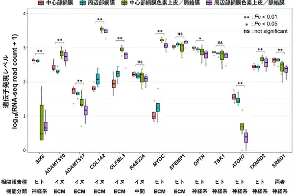 「【横浜市立大学】イヌとヒトに共通する緑内障関連遺伝子「SIX6」を特定」の画像