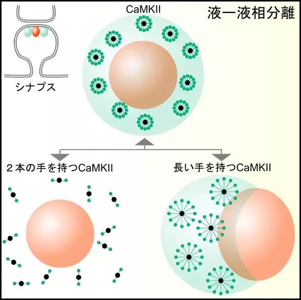 記憶の正体を解き明かす！記憶関連タンパク質が“集合する”シミュレーションに成功