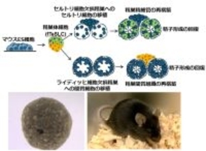 【横浜市立大学】マウス多能性幹細胞から精巣組織の再構築に成功
