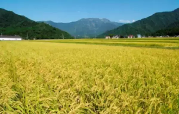 「黄金色に輝く稲穂の中を自転車で駆け抜ける！イベント「ツール・ド×にいがた」開催中」の画像