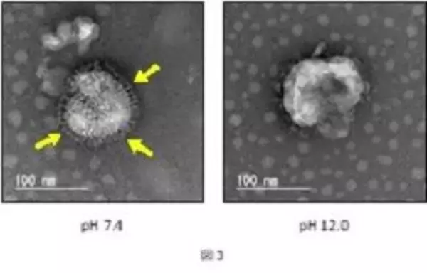 「【中部大学】アルカリ水溶液でA型インフルエンザウイルスが不活化されるメカニズムを解明 ― 感染症予防に新たな可能性 ―」の画像